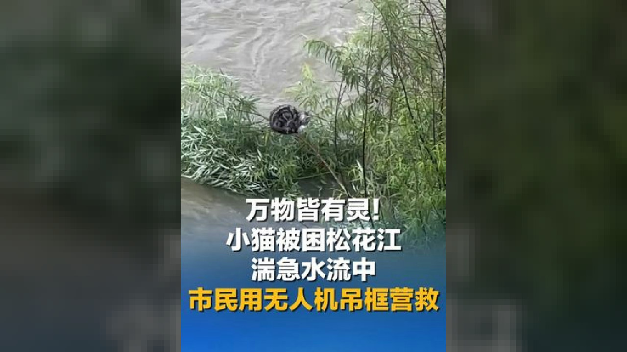 万物皆有灵！小猫被困松花江湍急水流中 市民用无人机吊框营救