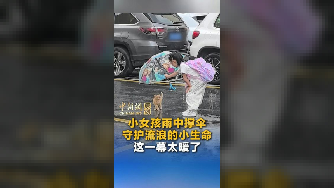 小女孩雨中撑伞守护流浪的小生命 这一幕太暖了！