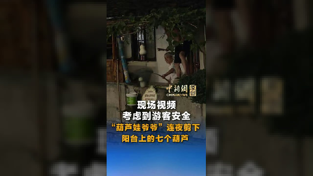 现场视频 “葫芦娃爷爷”连夜剪下自家阳台上的七个青葫芦